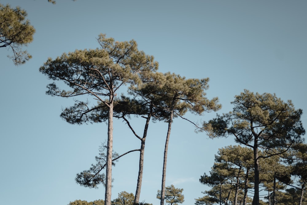 a group of tall pine trees standing next to each other