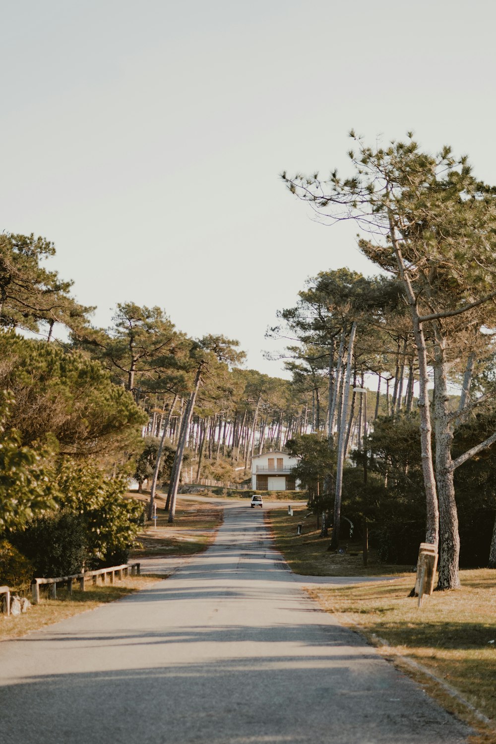 an empty road surrounded by trees and grass