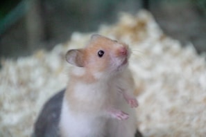 A small, fluffy hamster is standing on its hind legs with a curious expression. Its fur is a mix of light brown and white, and it has tiny paws and whiskers. The background is blurred with a soft mix of colors, creating a cozy atmosphere.