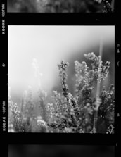 A monochromatic image displaying delicate wildflowers or plants with fine details and soft focus, creating a dreamy and ethereal atmosphere.