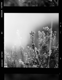 A monochromatic image displaying delicate wildflowers or plants with fine details and soft focus, creating a dreamy and ethereal atmosphere.