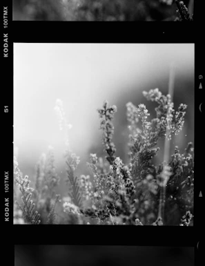 Photographic work highlighting subtle details in natural landscapes.