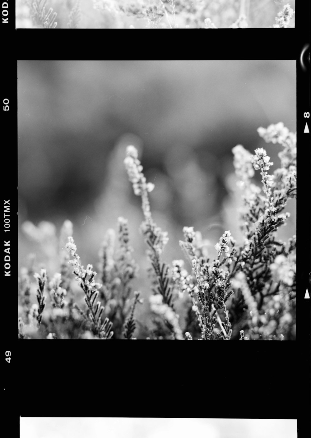 a black and white photo of some plants