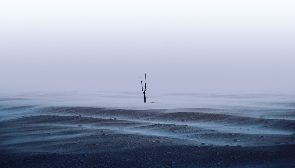 a lone tree in the middle of the ocean