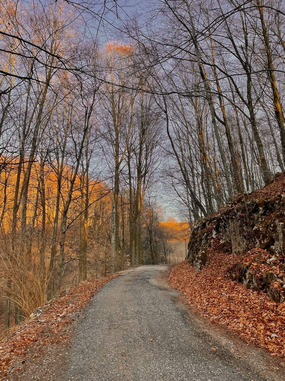 a dirt road surrounded by leaf covered trees