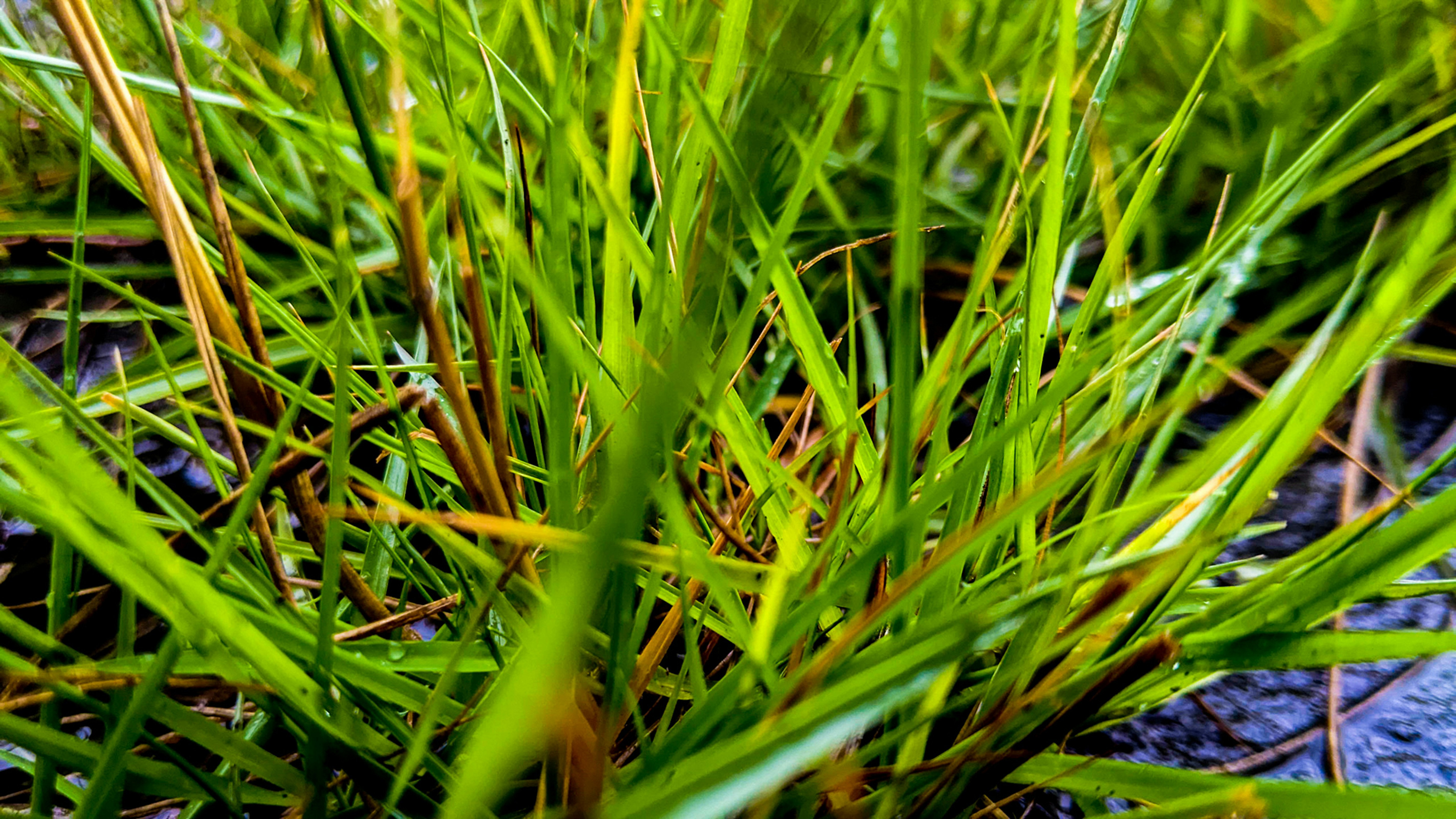 Diagnosing Your Current Root Depth - lawn care tips lawn care