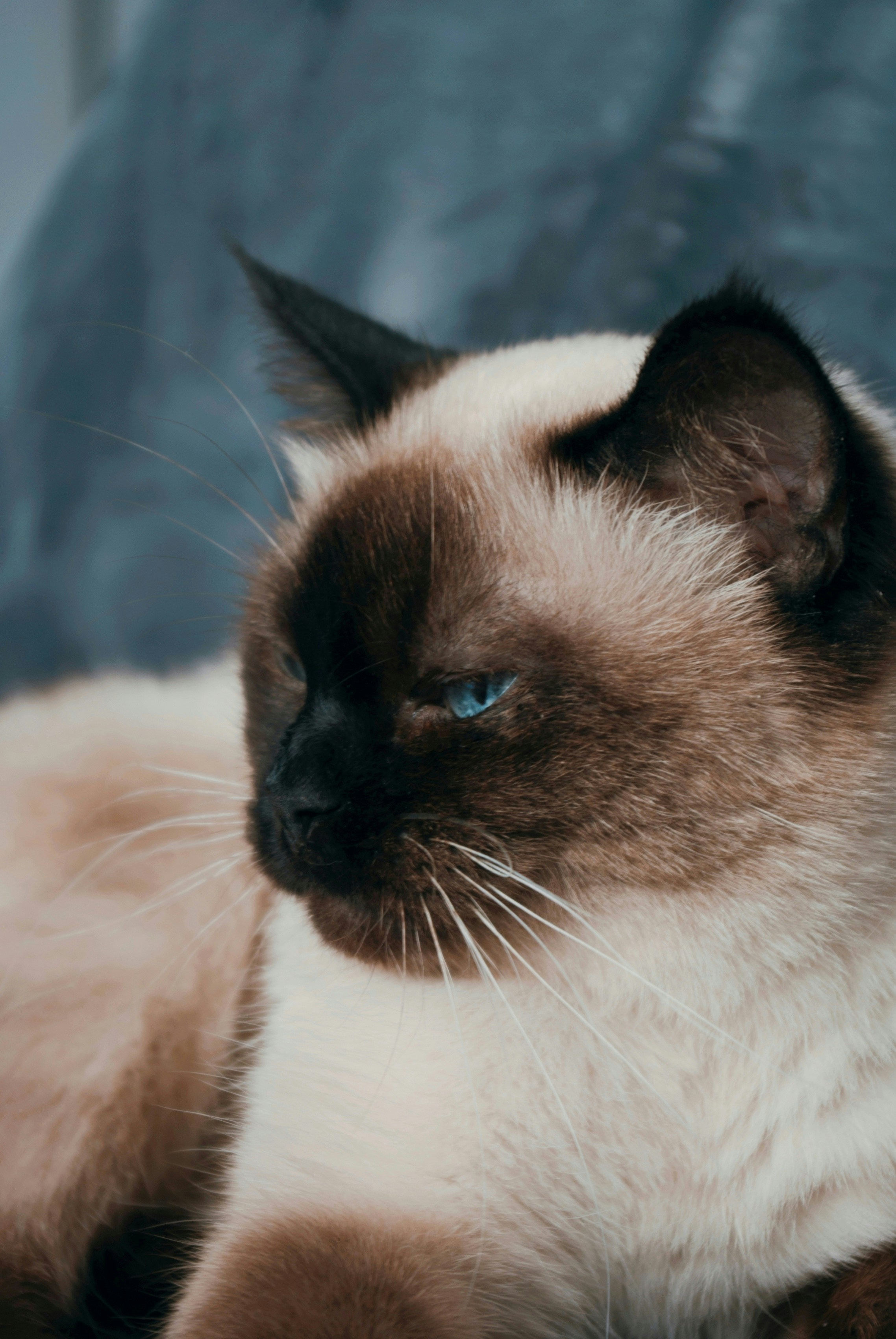 🐾🖤Oggi è la Giornata della valorizzazione del gatto nero e noi vogliamo  dedicarla ai nostri meravigliosi panterini in cerca di casa: Rain, Milo,  Shiro, Salem, Mora e Mirtillo. Troppo spesso i gatti ..., image size:3000x4482