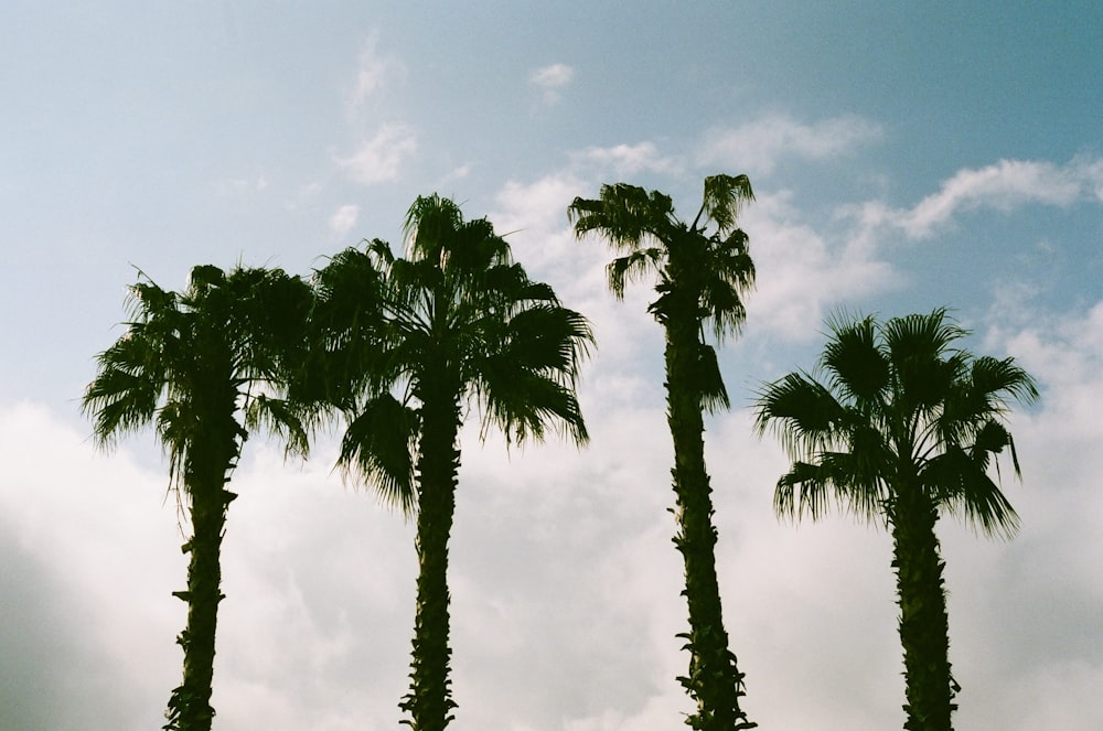 a group of palm trees against a cloudy sky