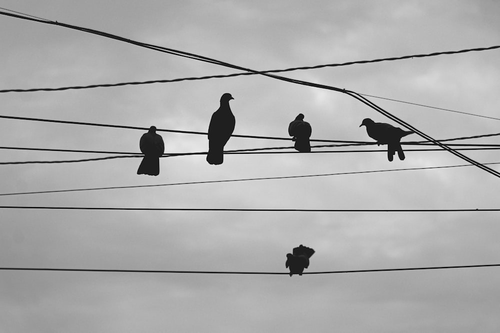 a flock of birds sitting on top of power lines