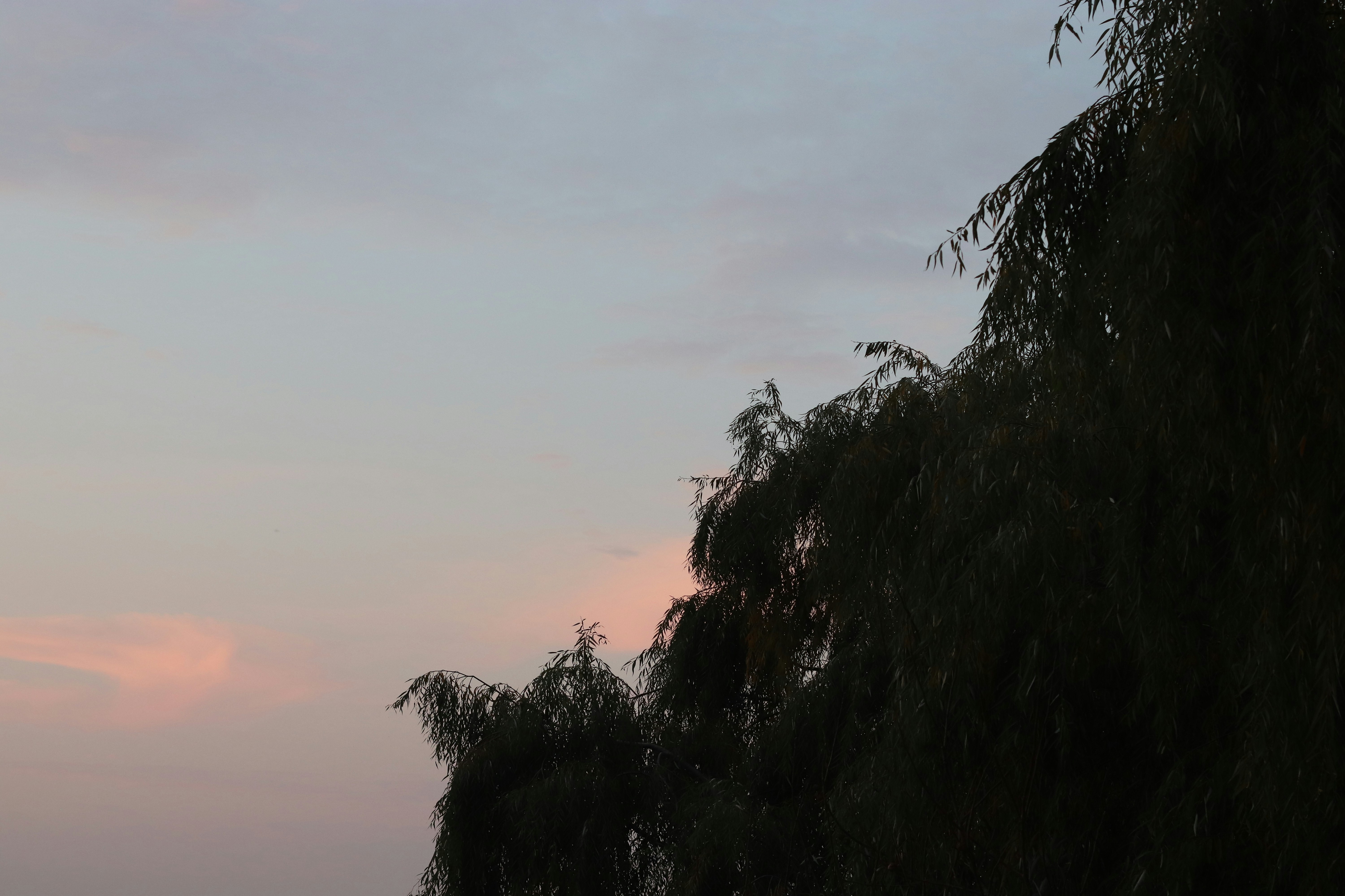 Whispers of the Dawn