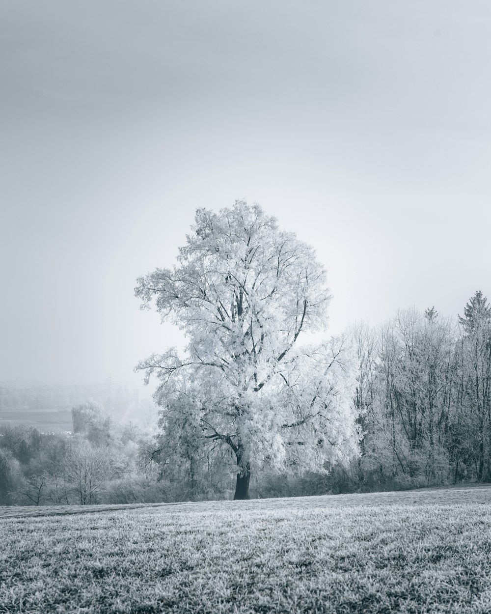 a black and white photo of a tree in a field