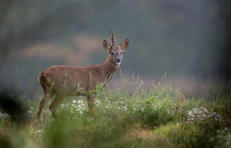 A mirrorless camera mounted on a tripod focused on a grazing herd of deer amid tall grass.
