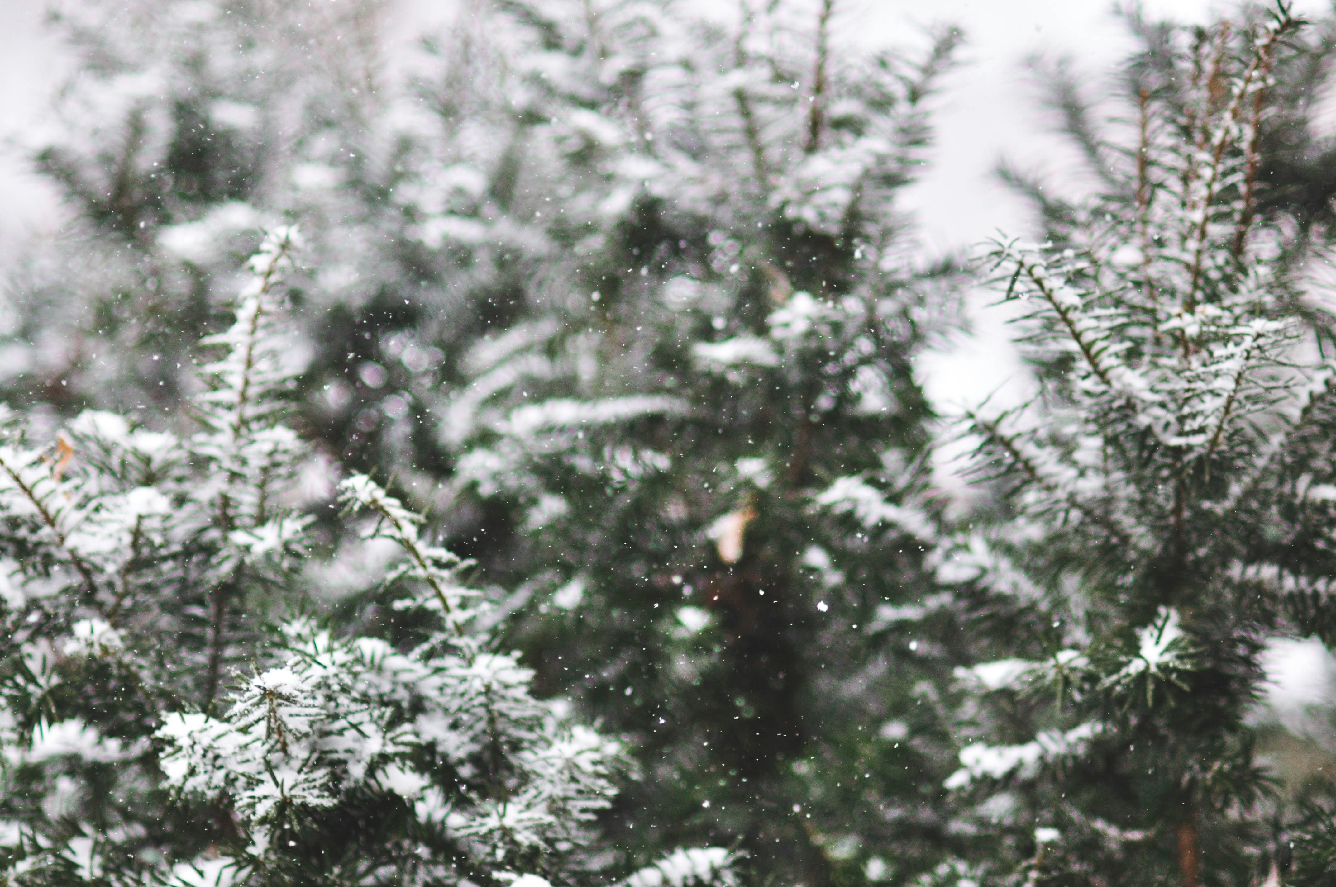 Photo by haleyparson