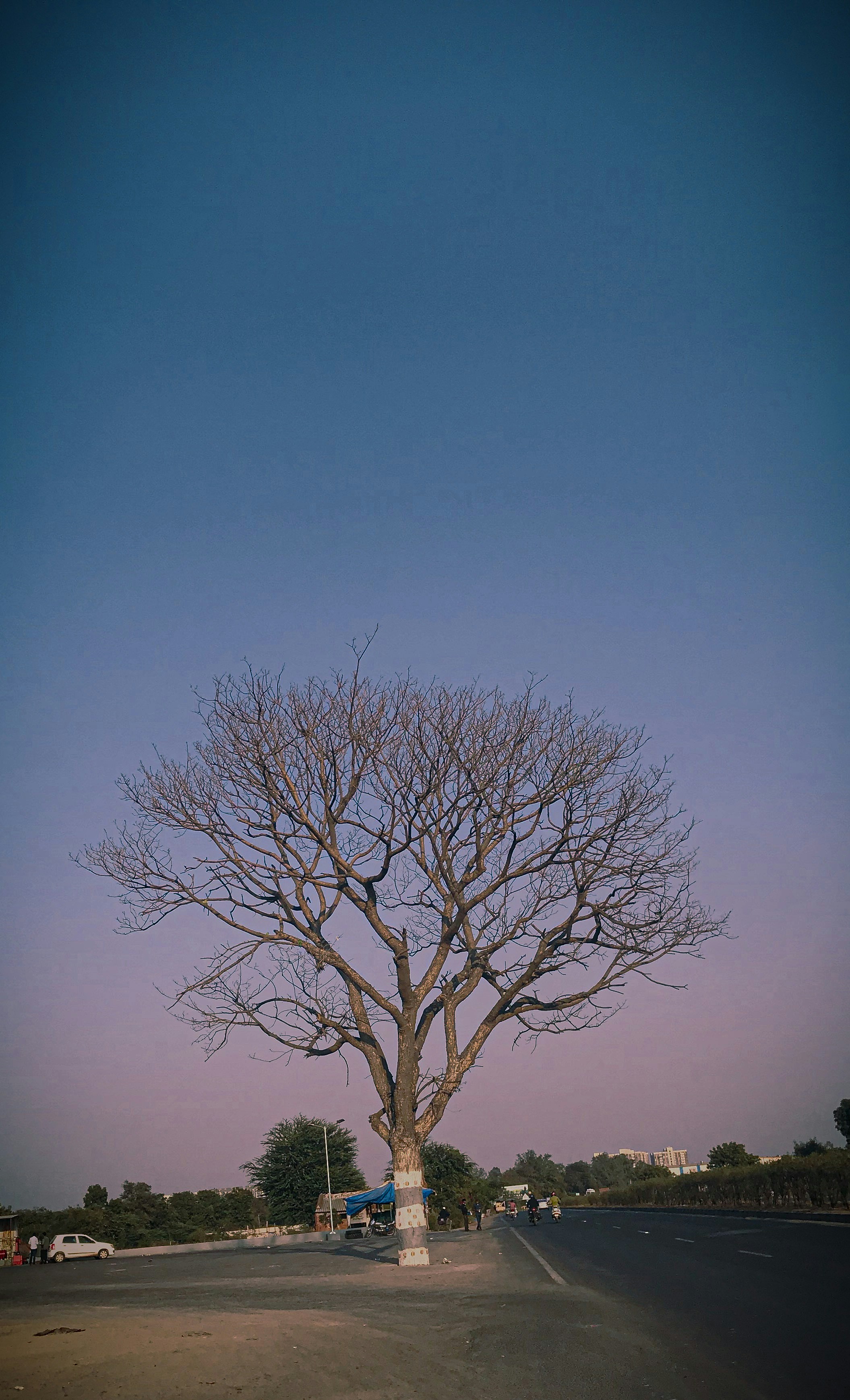 Un arbre nu au milieu d’une route