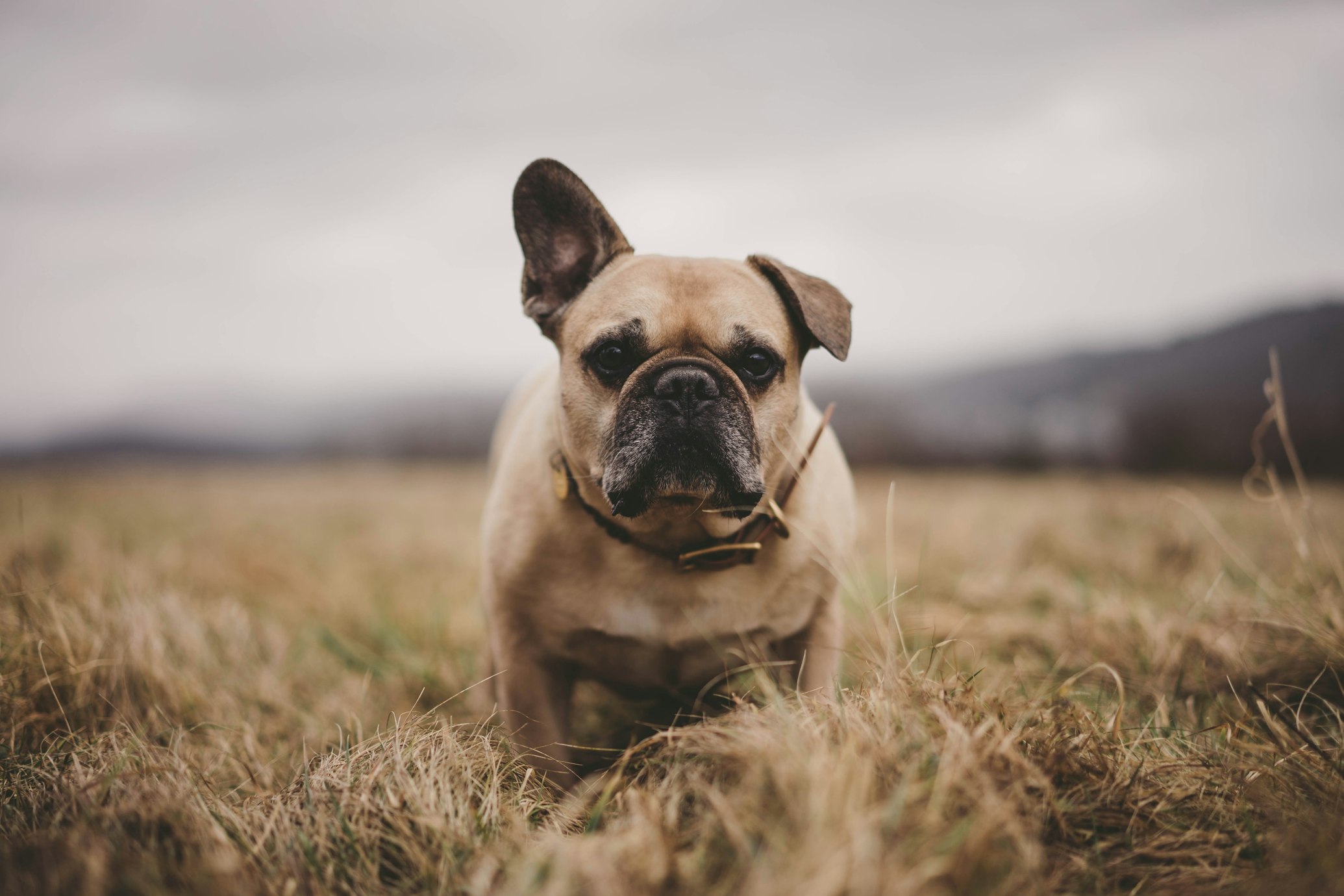 Image 1 - A dog