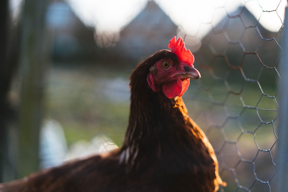 a close up of a chicken behind a fence