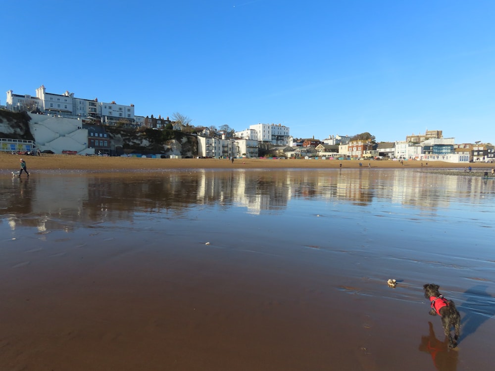 a dog standing on a beach next to a body of water