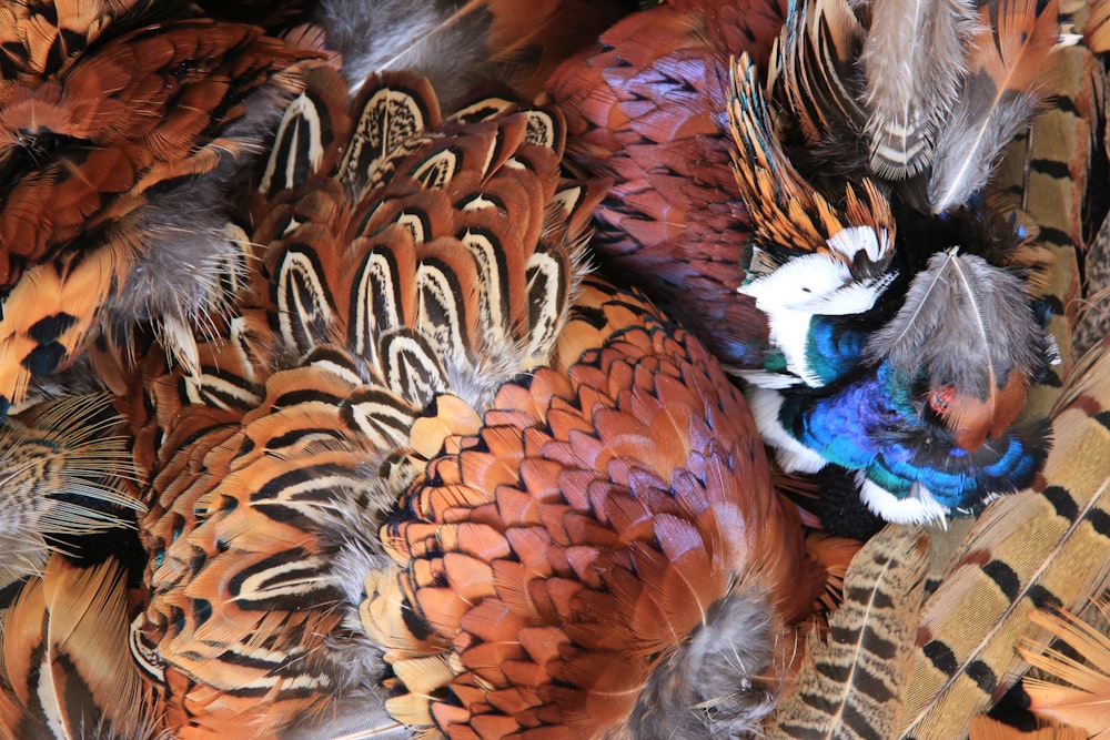 a group of colorful birds sitting on top of each other