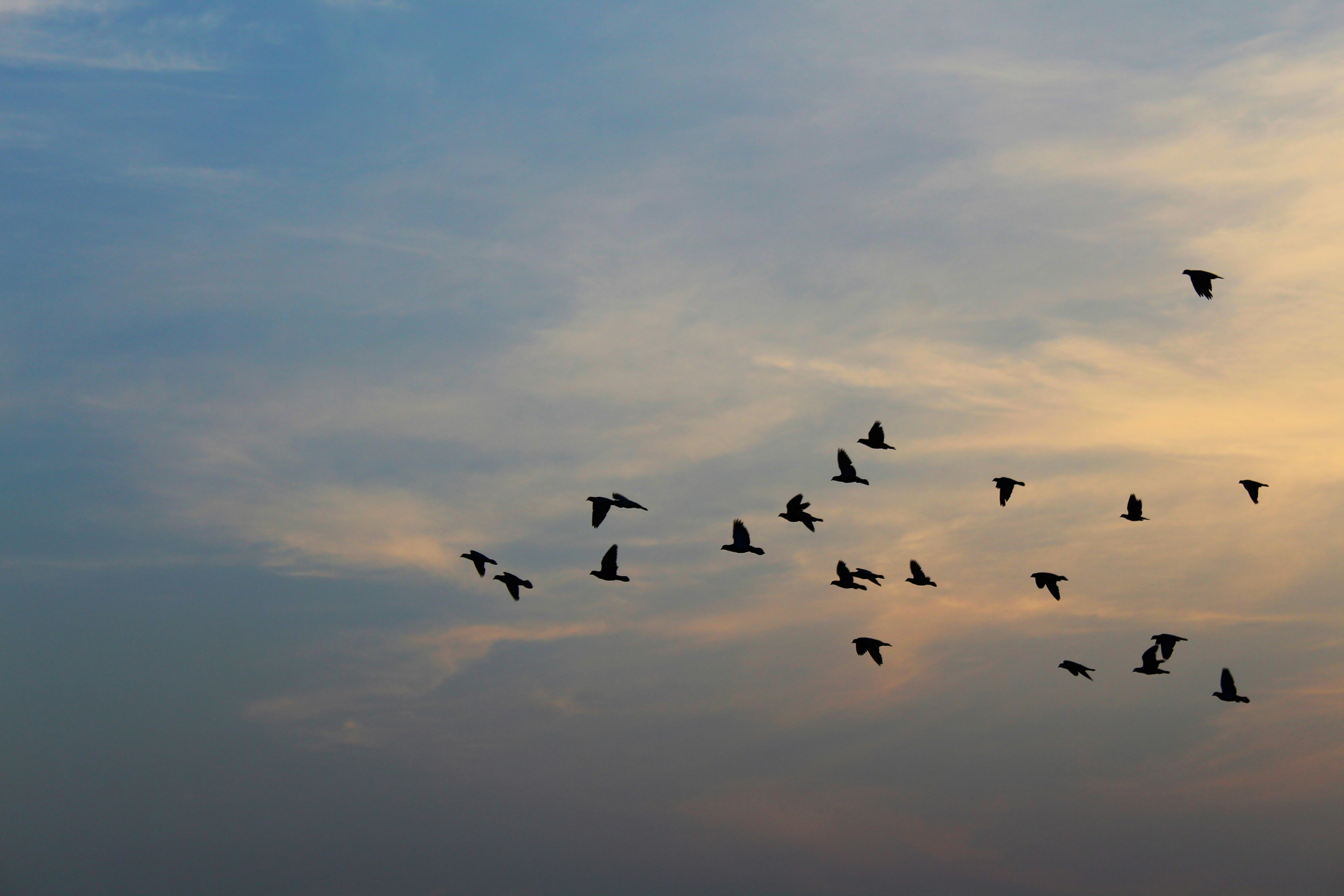 Photo by tusharranjan_