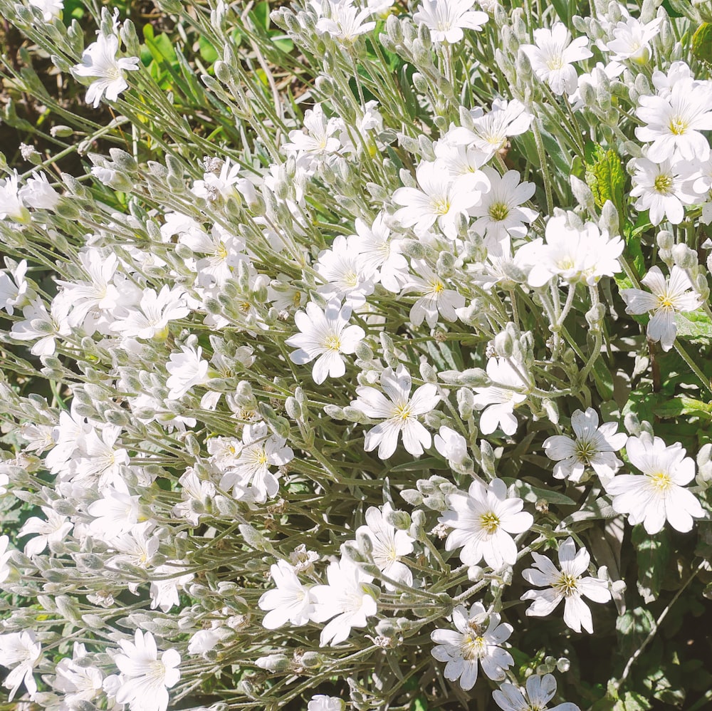 a bunch of white flowers in a field