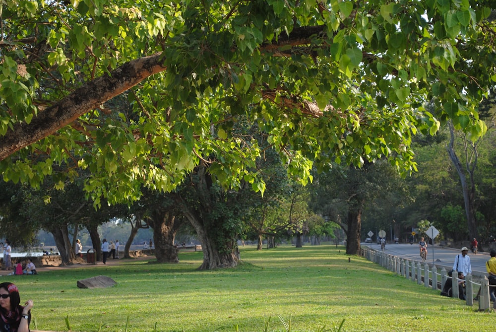 a group of people sitting on top of a lush green park