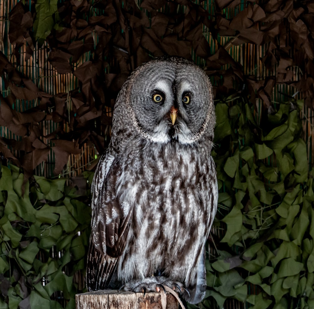 an owl sitting on top of a wooden post