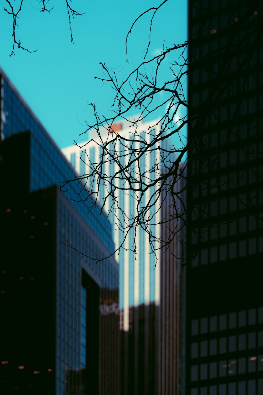 a tree branch in front of a tall building