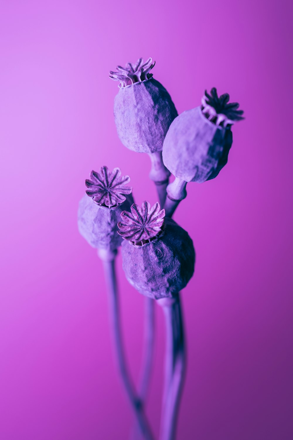 a close up of a purple flower on a pink background