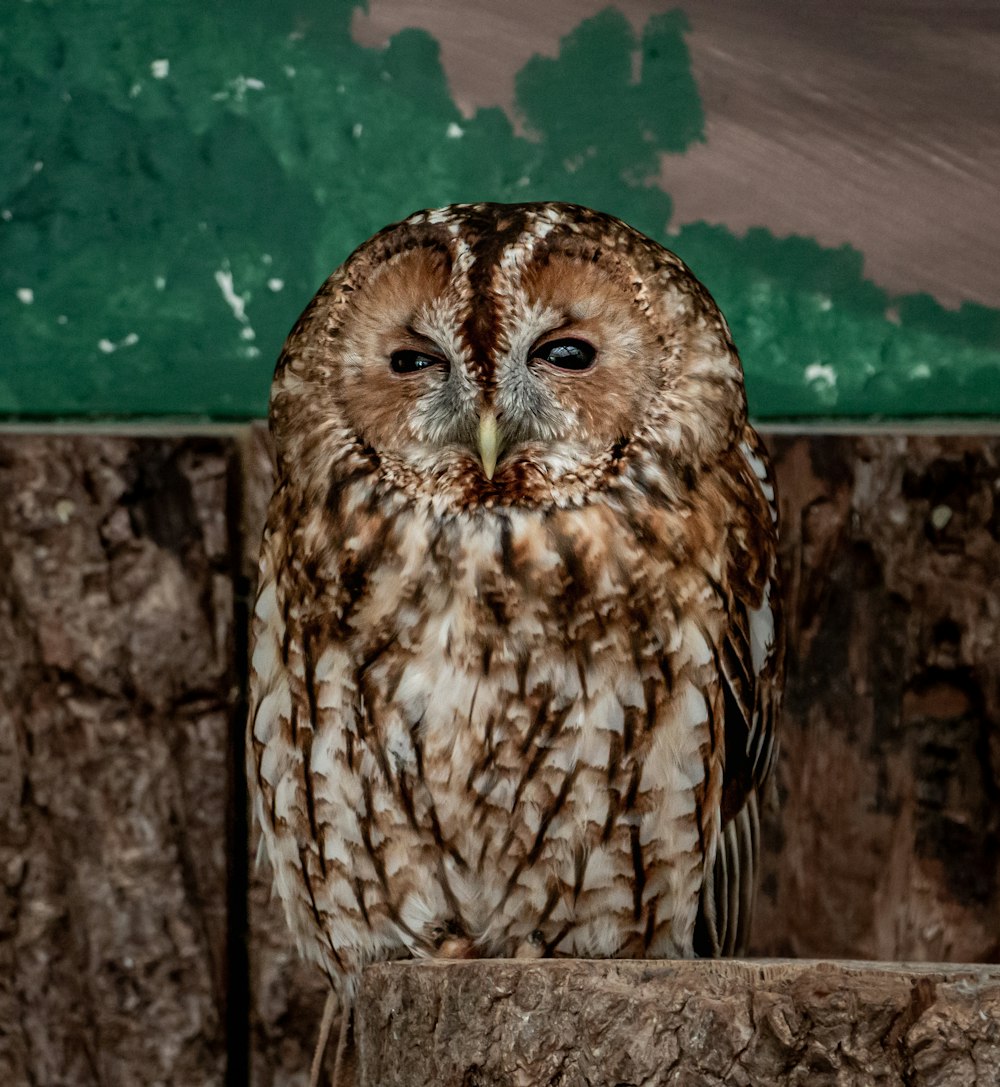 a brown and white owl sitting on top of a tree stump