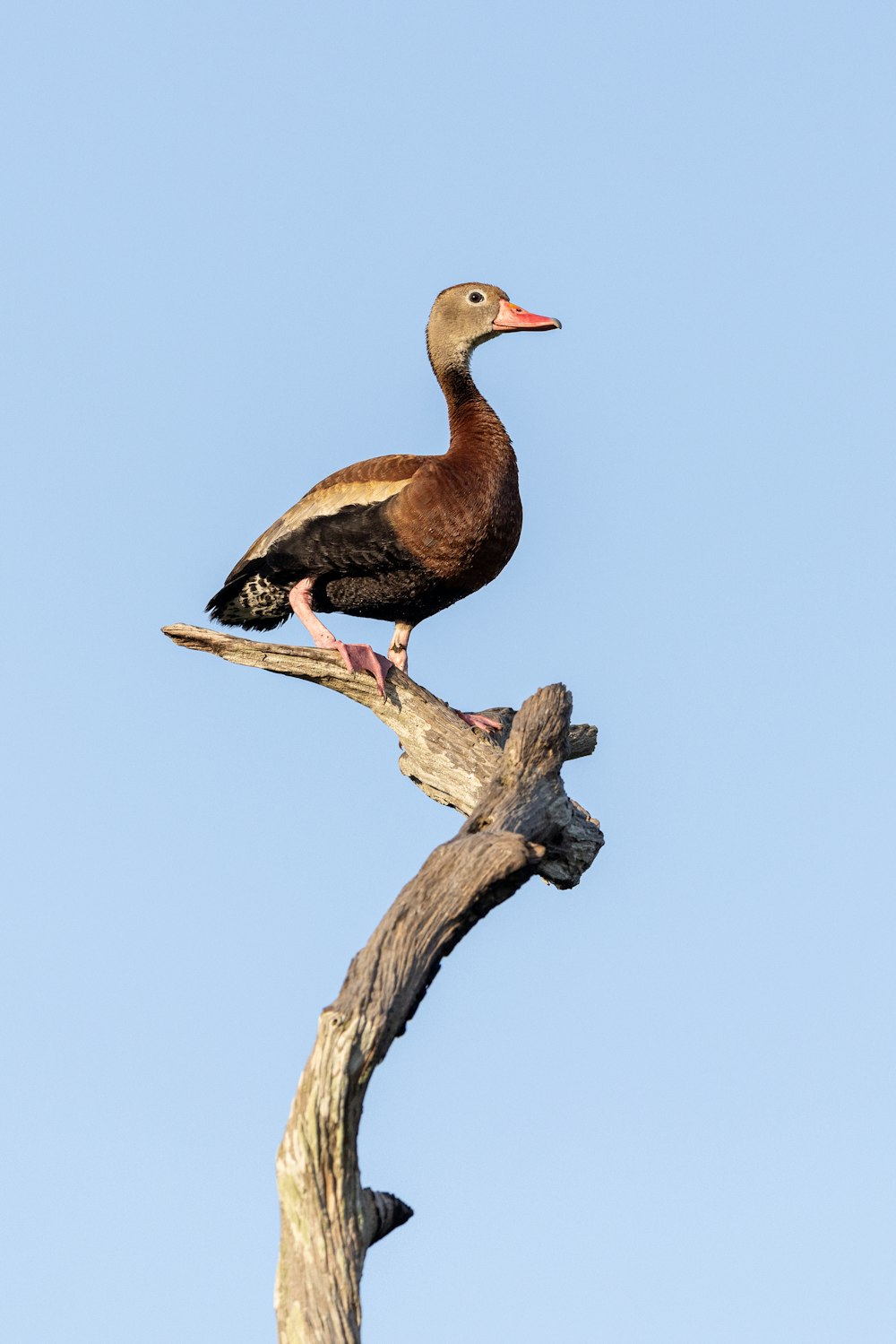 a bird sitting on top of a tree branch