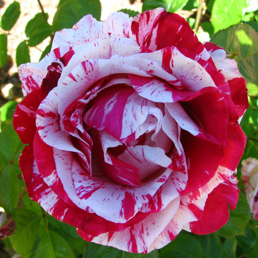 a close up of a red and white flower