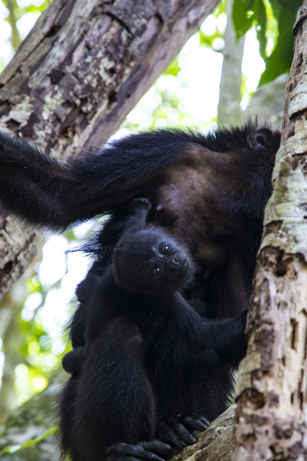 a mother and her baby climbing up a tree