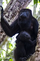 a mother and baby gorilla in a tree