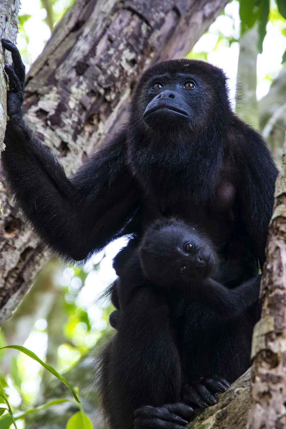 a mother and baby gorilla in a tree