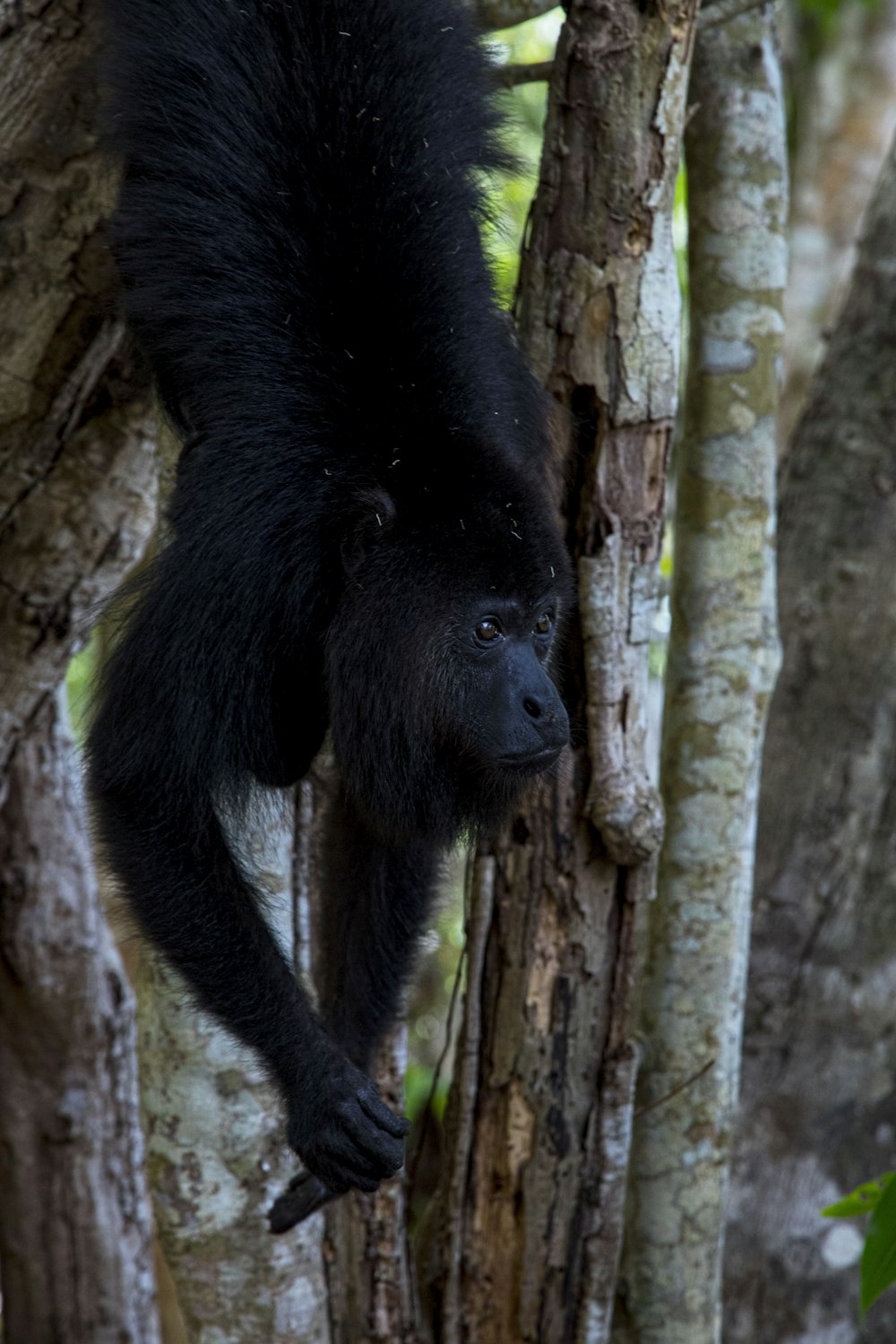 a black animal climbing up a tree in a forest