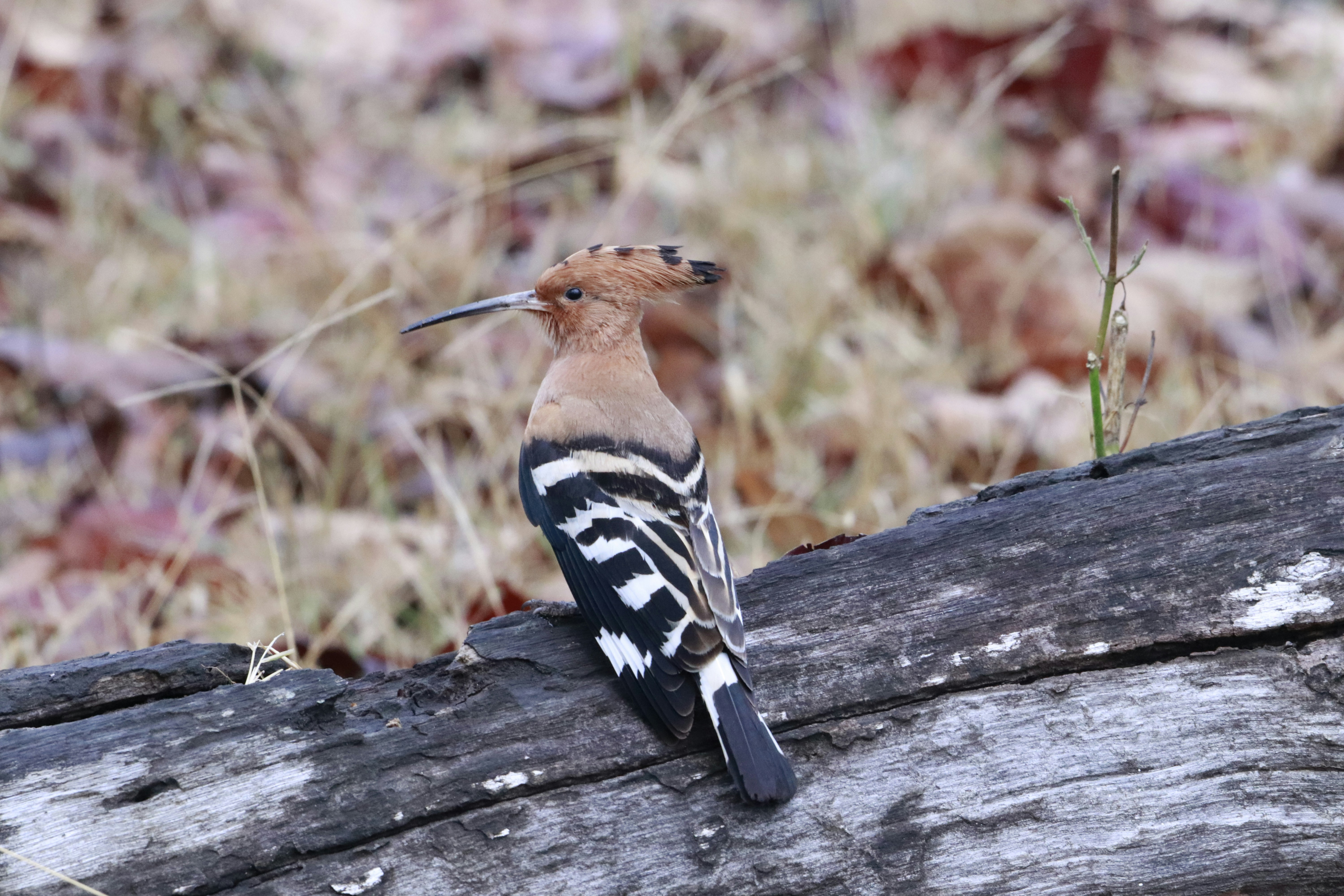 Photo by rohitkhilnani