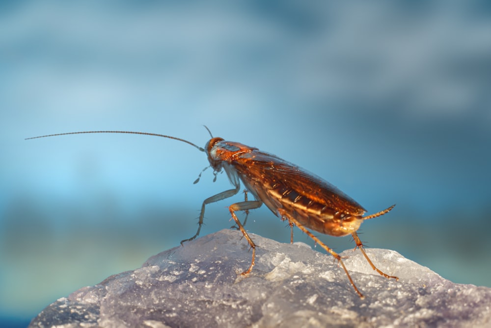 a close up of a bug on a rock