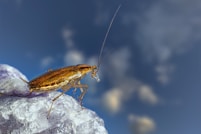 a large brown insect sitting on top of a rock