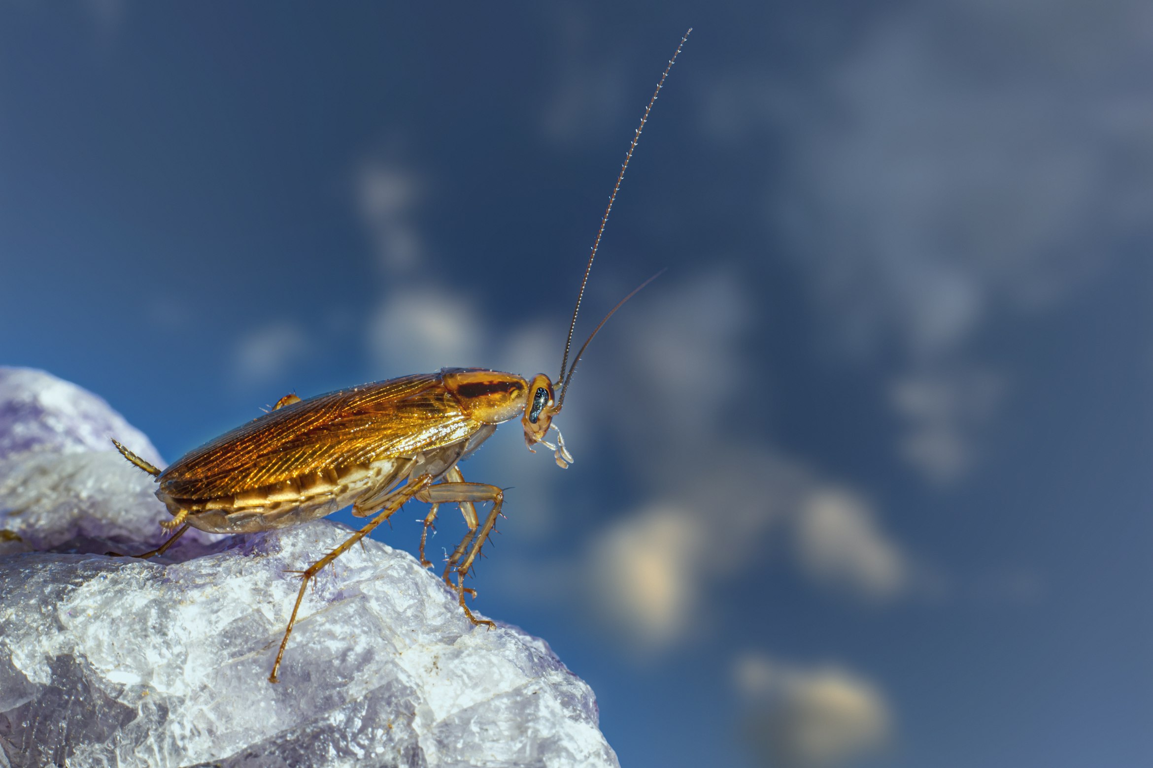 Как избавиться от тараканов: борная кислота