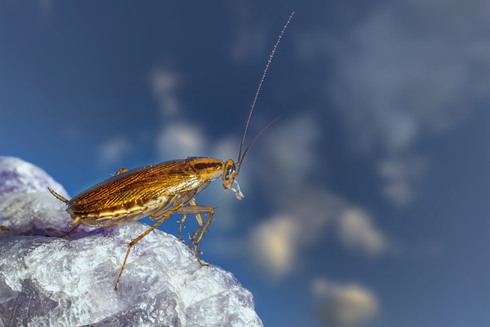 Un gran insecto marrón sentado en la cima de una roca