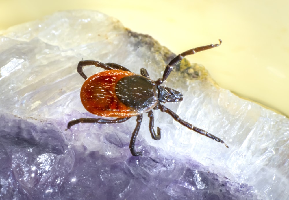 a tick sitting on top of a piece of plastic