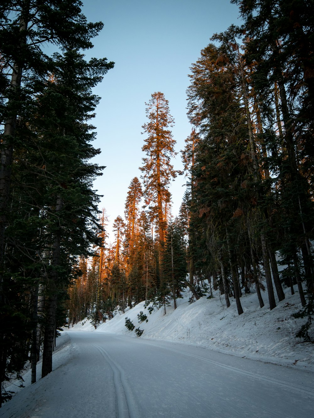 a snow covered road surrounded by tall pine trees