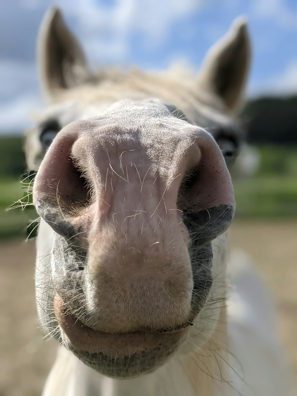 a close up of a horse's face with a sky background
