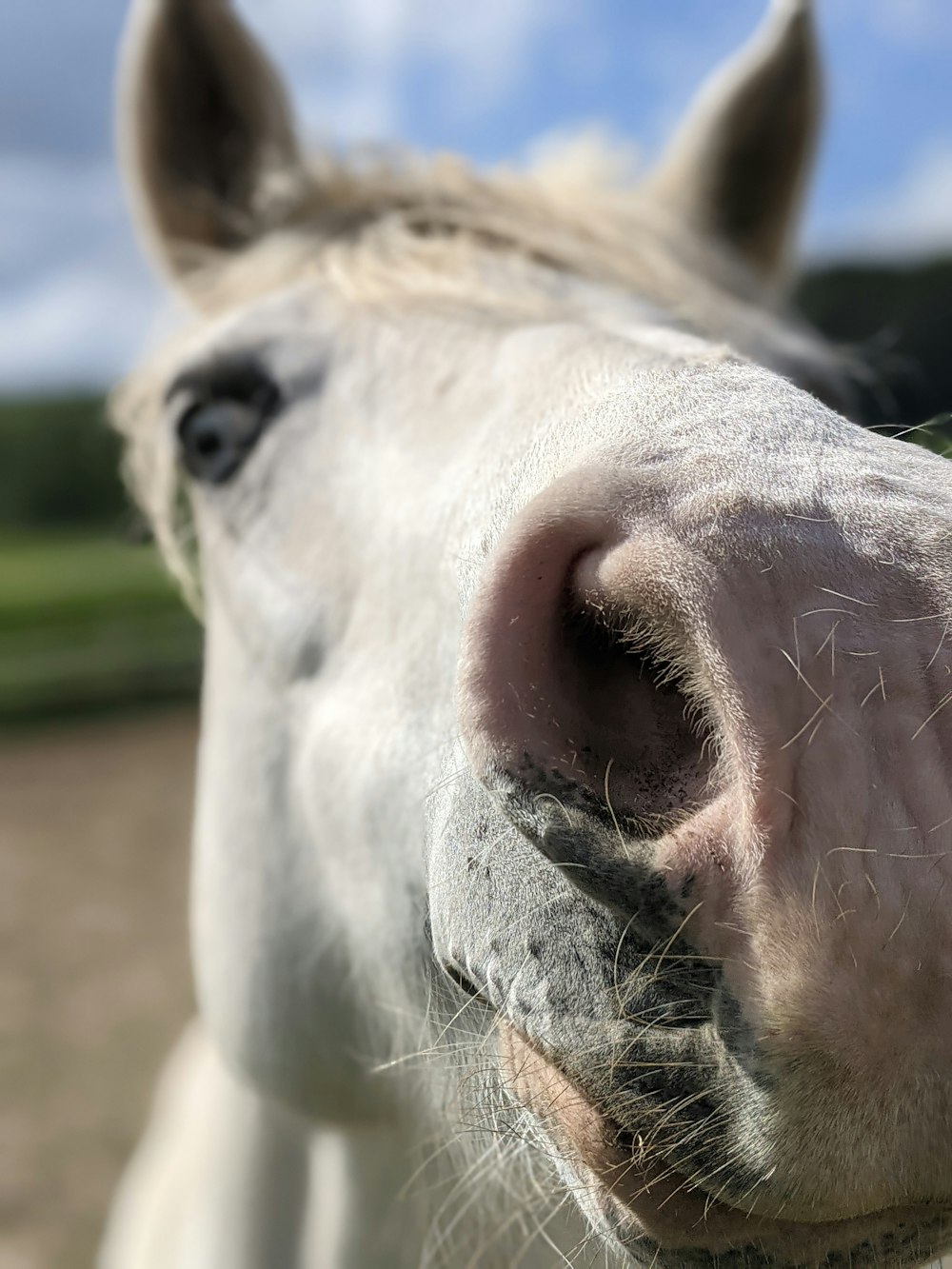 a close up of a white horse's face