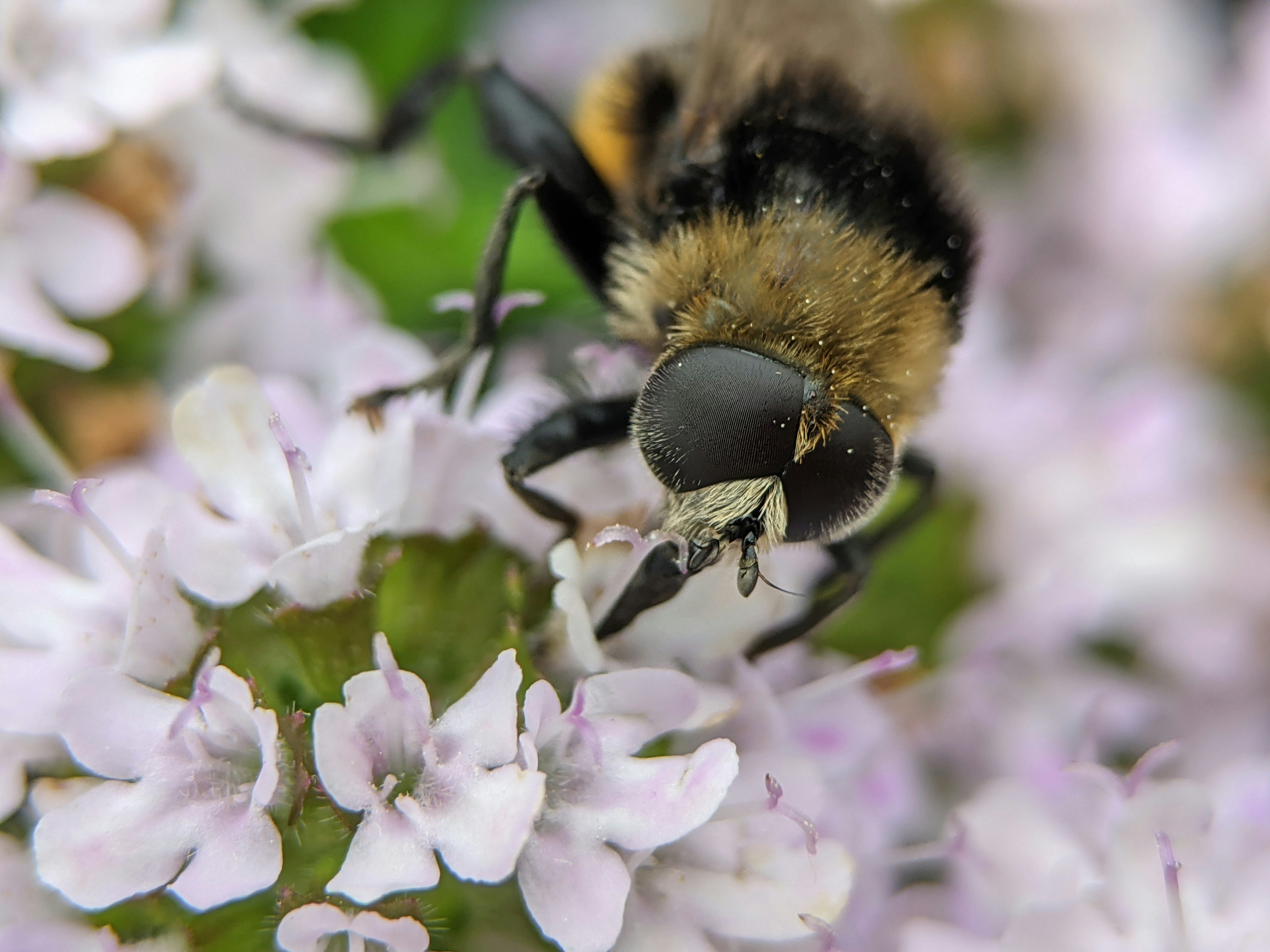 Gros plan d’une abeille sur une fleur