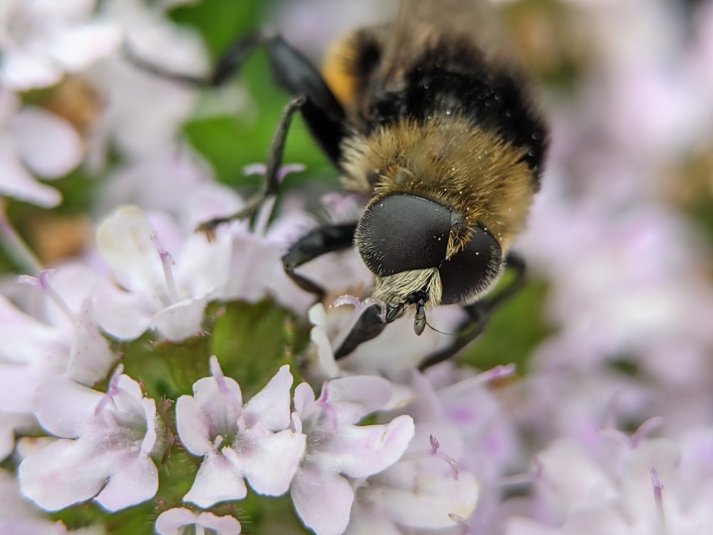 a close up of a bee on a flower