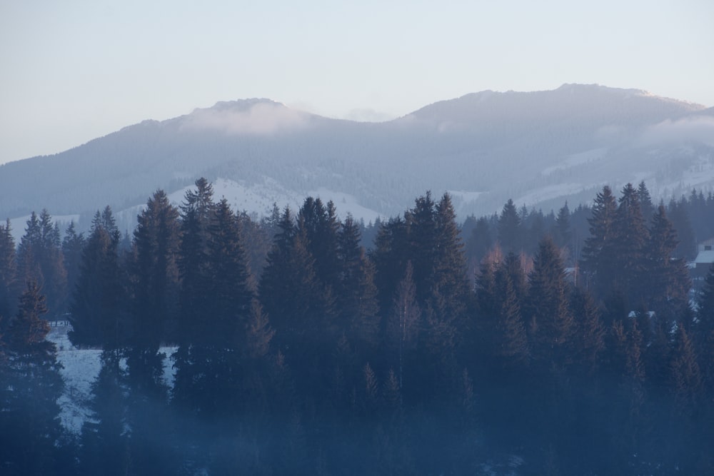 a view of a mountain range with trees in the foreground