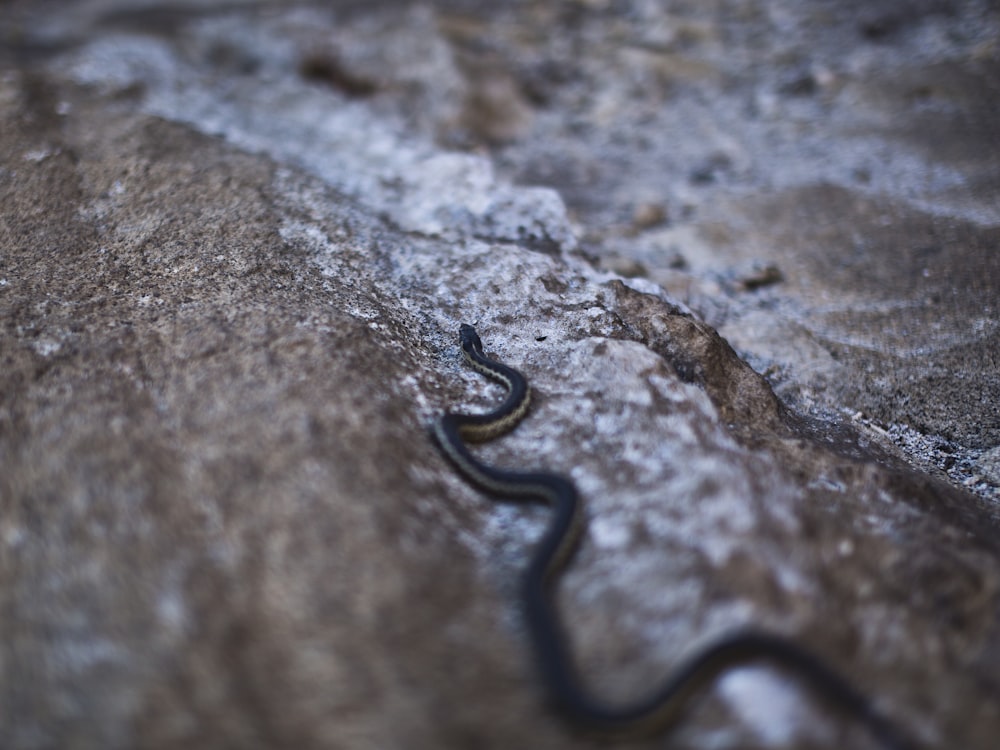 a black snake is crawling on a rock