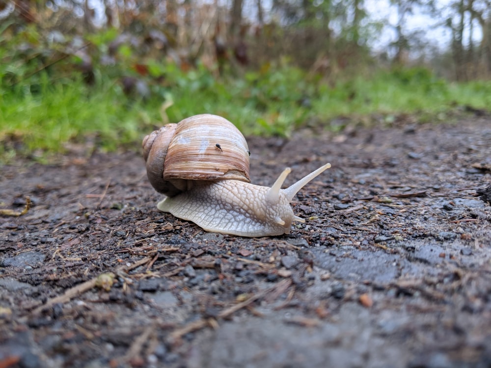 a snail crawling on the ground in the woods