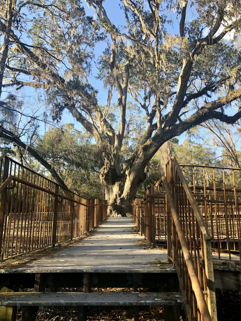 a wooden walkway leading to a large tree